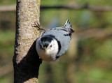 White-breasted Nuthatch