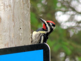 Yellow-bellied Sapsucker