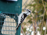 Downy Woodpecker, female