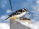 Hairy Woodpecker, female