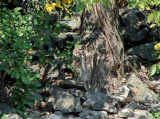 Juvenile Great Horned Owl