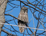 Great Gray Owl