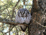 Boreal Owl