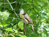 Great-crested Flycatchers