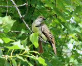 Great-crested Flycatchers