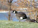 Cackling Goose