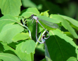 Powdered Dancers in mating wheel