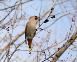 Bohemian Waxwing