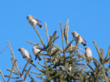 Bohemian Waxwings