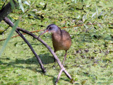 Virginia Rail