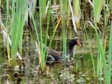 Common Gallinule