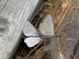 Silvery Blues (Glaucopsyche lygdamus)