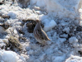 Gray Partridge