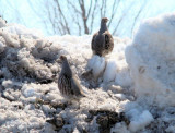 Gray Partridges