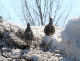 Gray Partridges