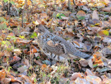 Ruffed Grouse