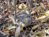 Ruffed Grouse