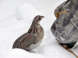 Ruffed Grouse