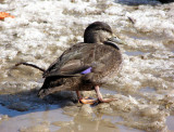 American Black Duck