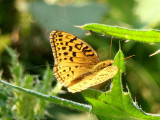 Aphrodite Fritillary (Speyeria aphrodite)
