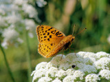 Aphrodite Fritillary (Speyeria aphrodite)