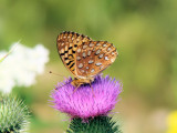 Aphrodite Fritillary (Speyeria aphrodite)