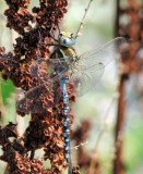 Lance-tipped Darner (<i>Aeshna constricta</i>)