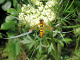 Hover Fly (Syrphid sp.)