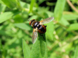 True Flies (Order Diptera)