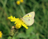 Clouded Sulphur (Colias philodice)