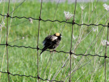 Bobolink