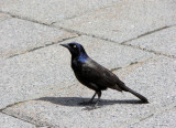 Common Grackle
