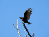 Turkey Vulture landing