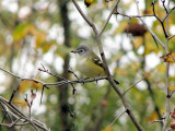 Blue-headed Vireo