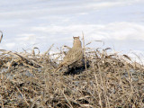 Horned Lark