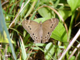 Northern Pearly Eye (Enodia anthedon)