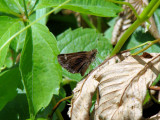 Hobomok Skipper (Poanes hobomok)