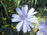 Chicory (Cichorium intybus)