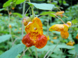Spotted Jewelweed (Impatiens capensis)