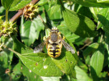 European Wool Carder Bee