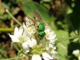 Sweat Bee