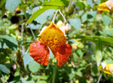 Spotted Jewelweed