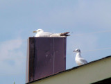 Ring-billed and Bonapartes Gulls