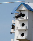 Purple Martins