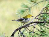 Black-throated Green Warbler