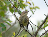 Yellow-rumped Warbler