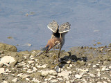 Green Heron in mid-stretch
