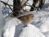 American Tree Sparrow