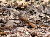 Fox Sparrow