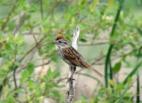 Swamp Sparrow